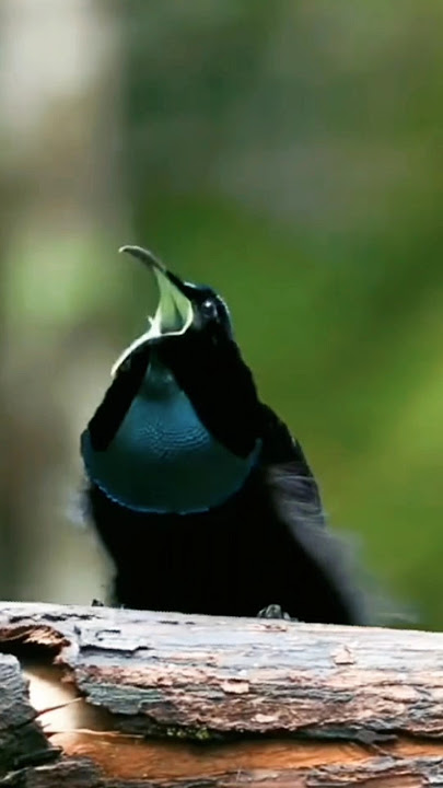 Merinding burung Toowa cemerlang seketika bunyi!!