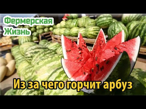 Из за чего горчит арбуз