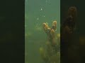 Ход краснопёрки - Редкие кадры под водой в …. #рыбалка #подводнаяохота #красноперка