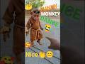 Cute Monkey Dance Goes Crazy 😂🐒 | Funniest Monkey Ever #cutemonkey #funnyshorts #monkeydance #dance
