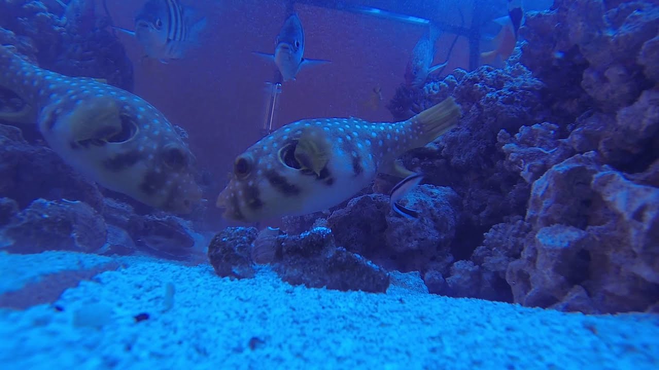 125g Saltwater Tank Puffer eating Clams YouTube