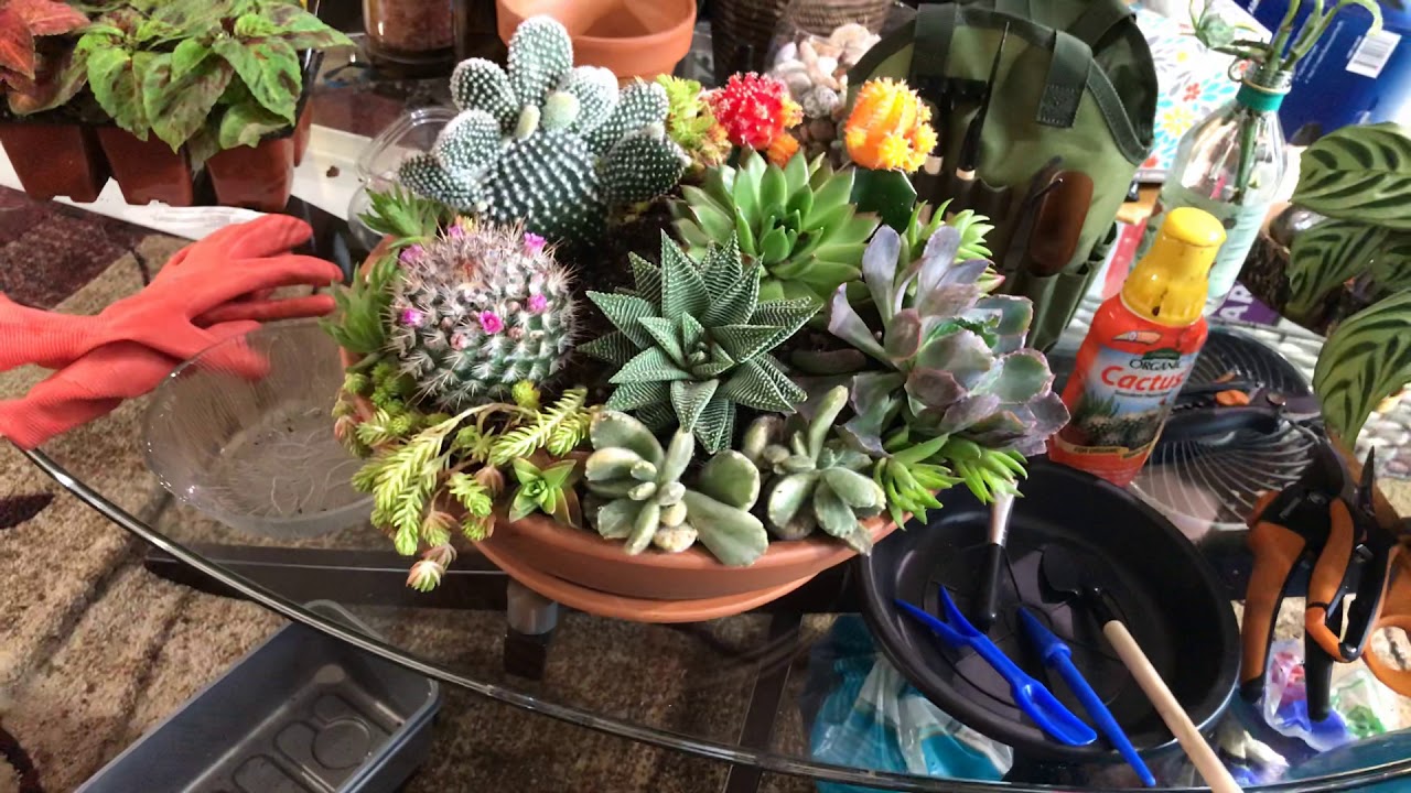 Playing w/succulents and cacti - 2 succulent and cactus arrangement