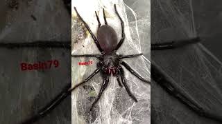 Macrothele Gigas Out And About.