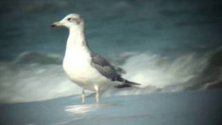Heuglin's Gull