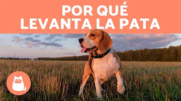 ¿Por qué los perros levantan la pata al oler?