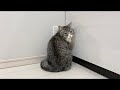 仕事中にかまちょの猫を無視してたら隣の部屋でこうなってました…
