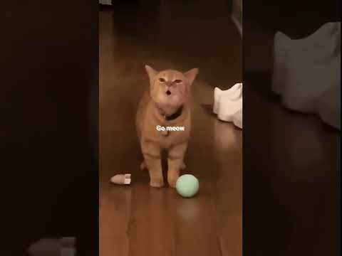 I Go Meow Cala Lyrics Stunn Music Lyrics Musiclyrics Stunn Music Cat 