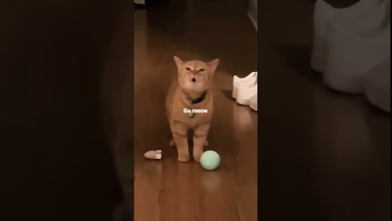 I go meow-Cala (lyrics) ||Stunn_music|| 