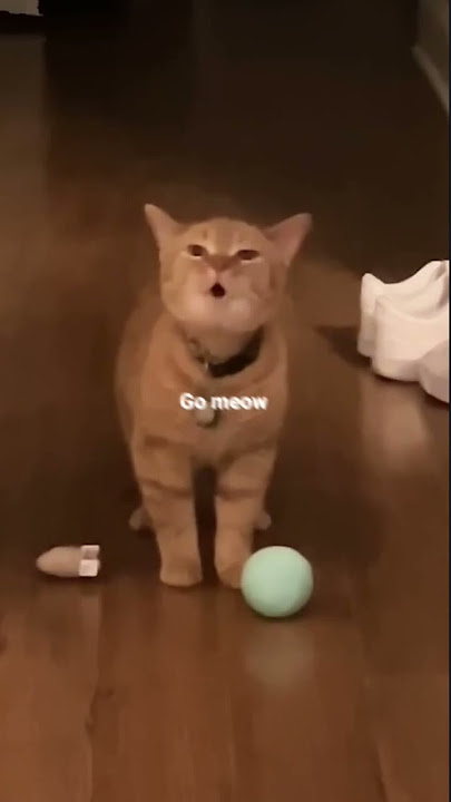 I go meow-Cala (lyrics) ||Stunn_music|| #lyrics #musiclyrics #Stunn_music #cat