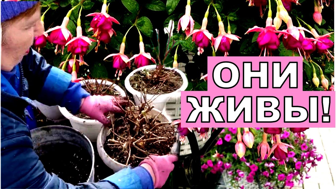 Они проспали в холодном погребе пол года. Фуксии пора будить. Мой опыт