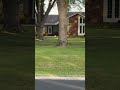 Black bear spotted in Wisconsin