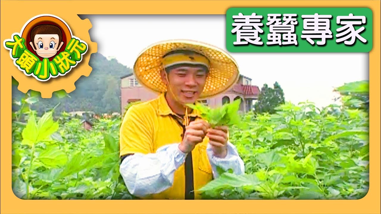 【養蠶專家】大頭小狀元 S1 第1集｜香蕉哥哥｜兒童節目｜YOYO