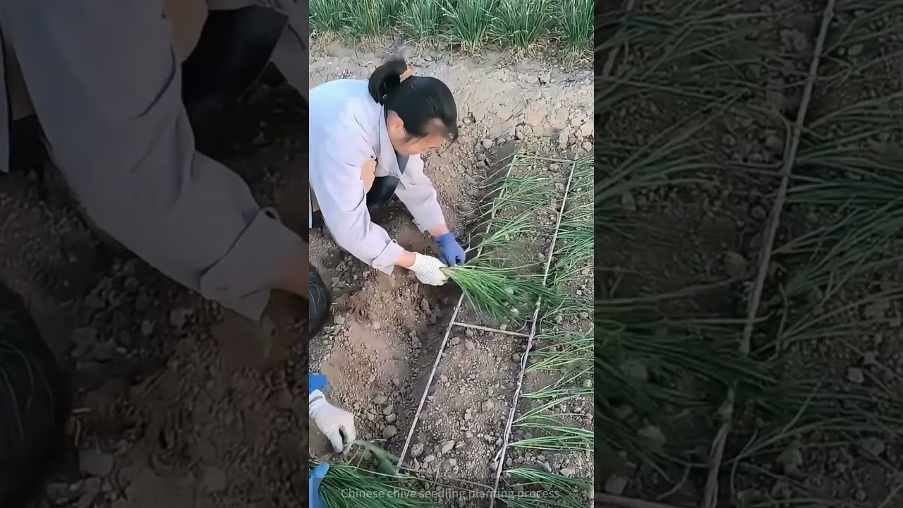 Farm Hack : DIY Tool for Quick & Gentle Chive Seedling Planting