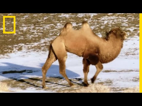 Vidéo: Le dromadaire est un chameau à une bosse : description de l'animal, habitat