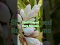 Variegated Shell Ginger Flowers 🌸 Rare &amp; Beautiful Blooms