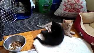 Stormageddon Vs Doctor Mew