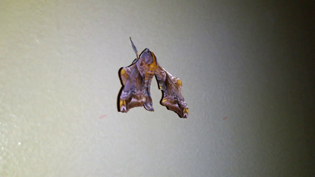 Giant brown and purple moth