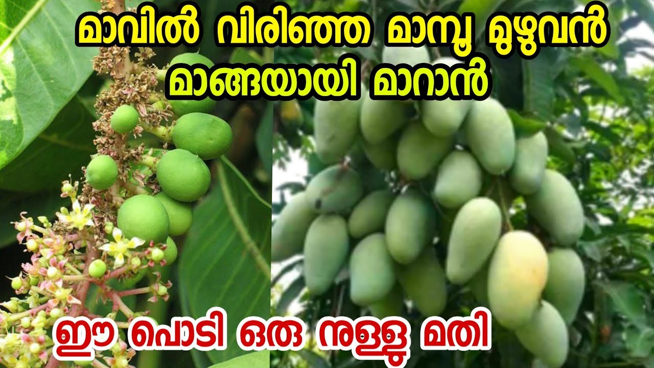 മാവിൽ പൂക്കൾ മുഴുവൻ മാങ്ങയായി കിട്ടാൻ ഈ പൊടി ഒരു നുള്ളു മതി|mango krishi malayalam|mango in pot
