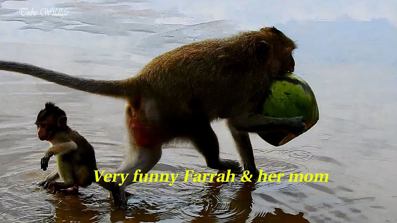 petco hours Oh, Very Funny video/ Baby Farrah fearing water & her mom picking coconut to escape from others.