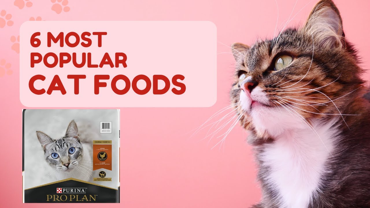 Top 6 Best Wet dry Cat Foods in 2023