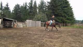 Burro undersaddle