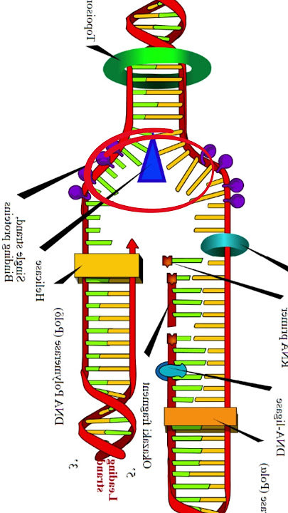 Replication of DNA class 12 | DNA Replication Helicase | Replication fork | Replication Enzymes