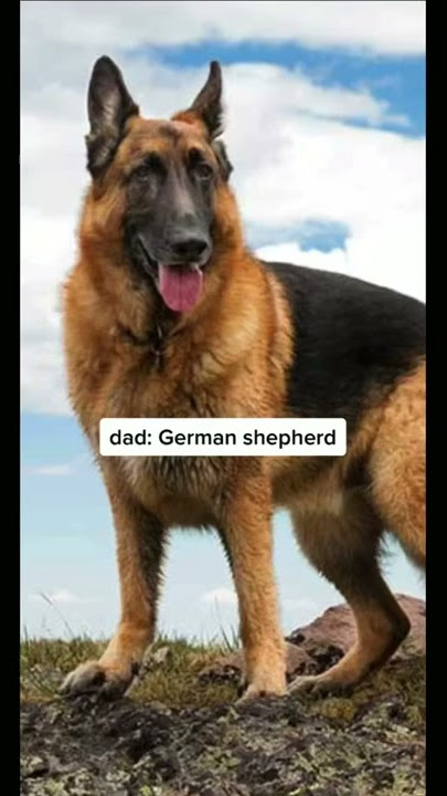 German Shepherd Siberian Husky Mix