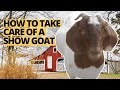 On the Farm with Jenny | Learning to Care for Show Goats