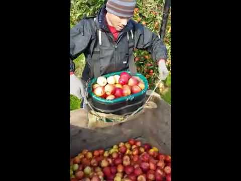 Video: Culegere de mere în New England - Alegeți-vă propriile mere