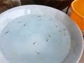 陶器のメダカ鉢・水槽入替えPottery-Tank and Killifish