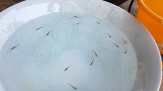 陶器のメダカ鉢・水槽入替えPottery-Tank and Killifish