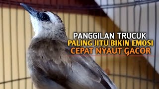 Trucuk BETINA memanggil Jantan Suara Birahi Ngecuplik 100% pancingan trucukan gacor agar BUNYI EMOSI