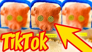 Best Video Hamster Maze On Tiktok 58,000,000..