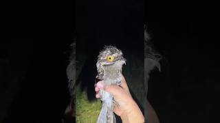 Download Lagu The three most dangerous birds in the world! #facts #animals #wildlife MP3 Download Lagu The three most dangerous birds in the world! #facts #animals #wildlife MP3