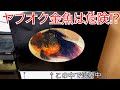 ヤフオク金魚はやっぱり危険!? 瀕死の巨大魚事件から思うこと