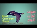 صوت غراب الماء العج اج GREAT CORMORANT SOUND 