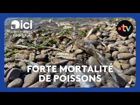 Etang de Berre - Des centaines de poissons morts échoués sur les plages, en raison des fortes chaleurs cet été