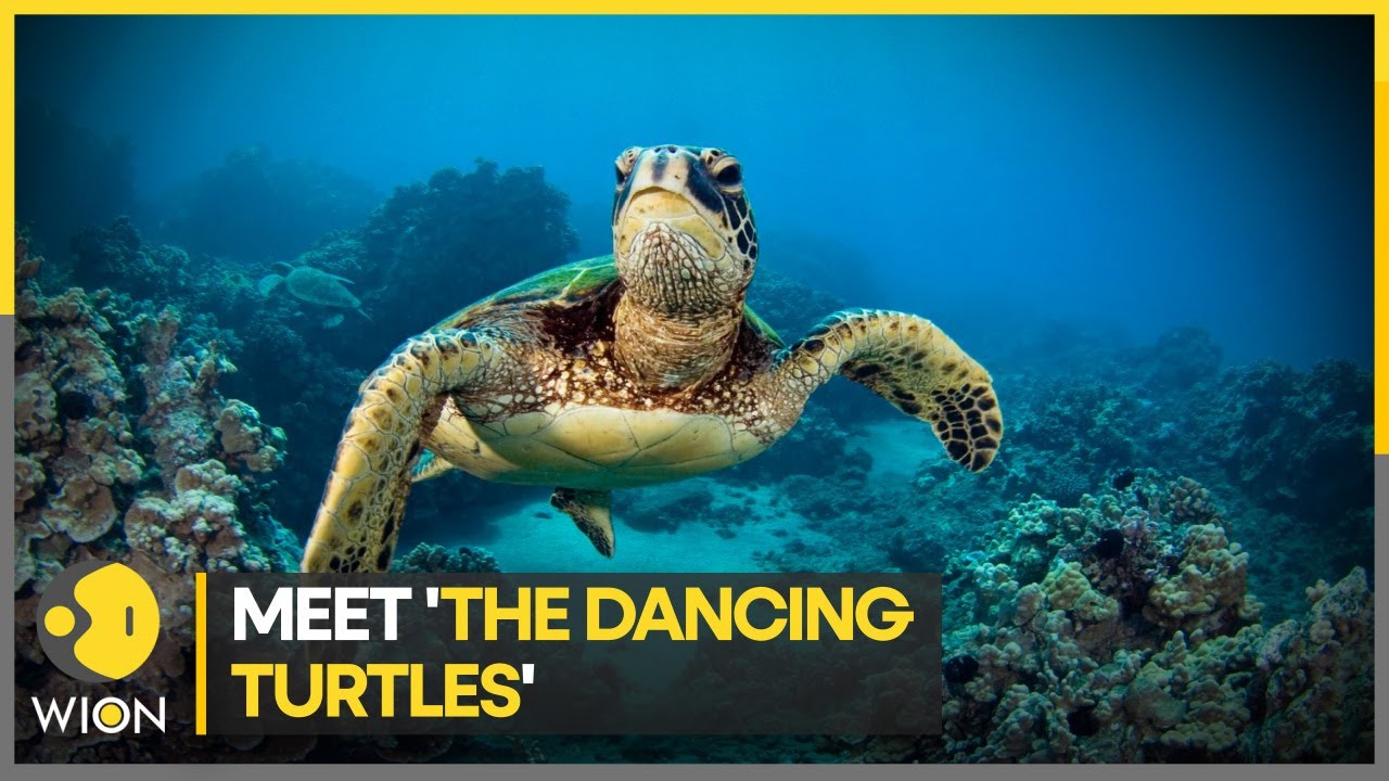 This video of the dancing turtles will make your day | WION Climate Tracker | English News |