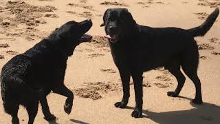 Black Labradors playing at the beach by The Dogs World 9 views 1 month ago 4 minutes, 32 seconds