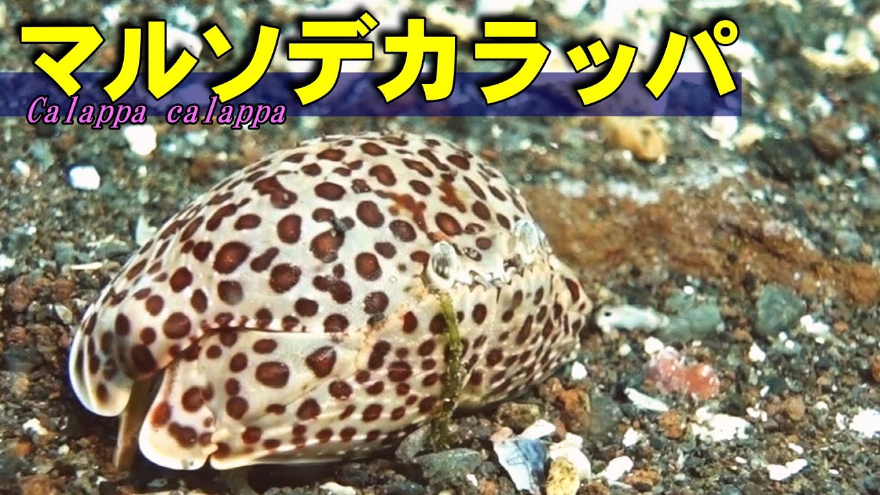 マルソデカラッパ - 詳細ページ