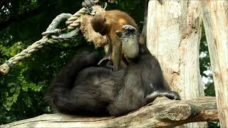 Gorilla and golden bellied mangabey, Burgers&#39; Zoo 11 Sep 2020