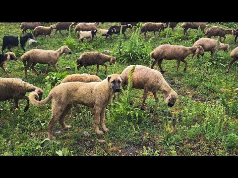 Video: Şimdiye kadarki en güzel gün! 26 Ağustos'ta Ulusal Köpek Gününü Kutlayın