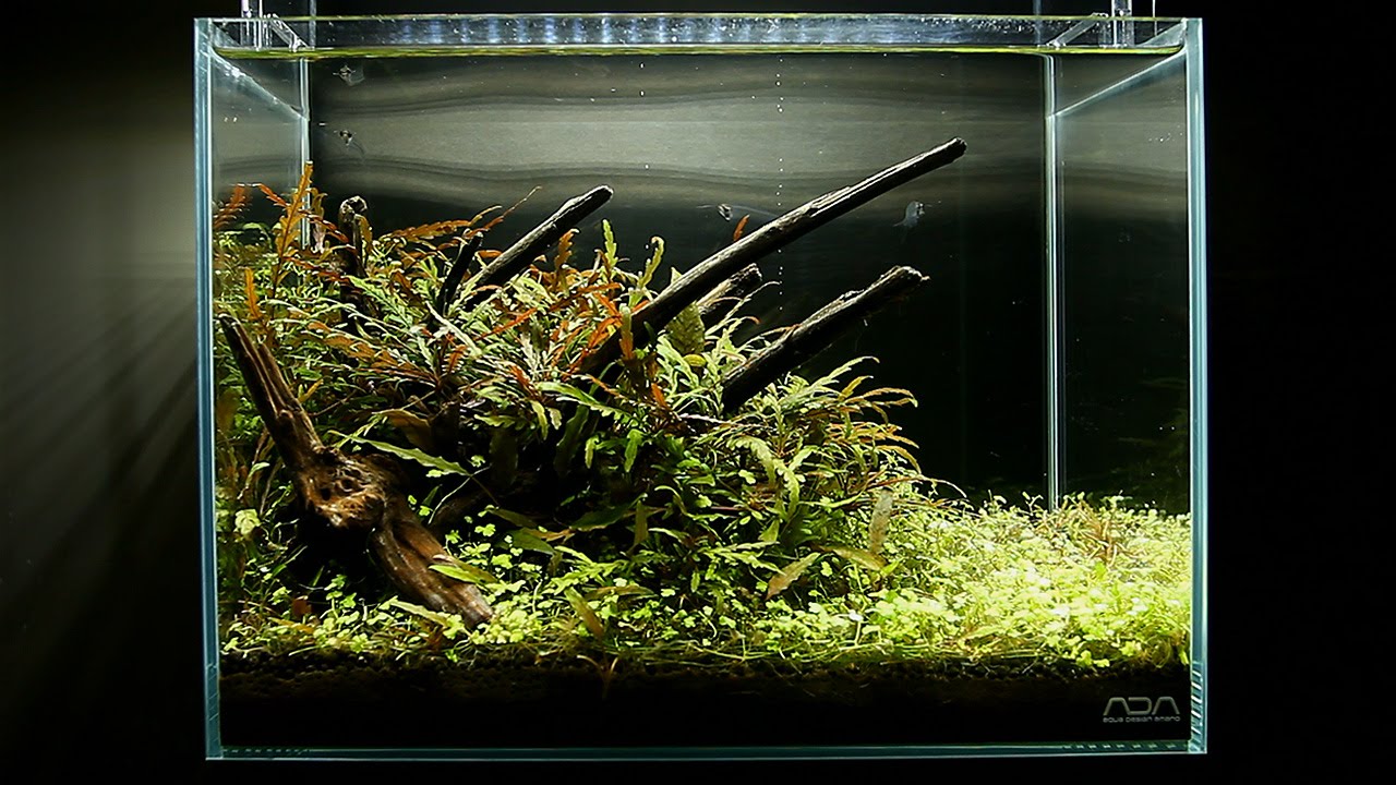 小さなアクアリウムの作り方 Step 4 流木水草レイアウト Sticks Aquascape With Small Tank Youtube