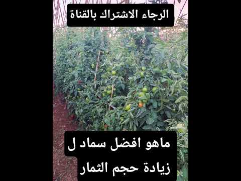 ماافضل سماد لزيادة الحجم  اكسبلور اشتراك الزراعة