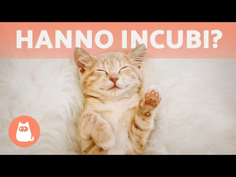 Video: Quali Sono I Sogni Dei Gatti