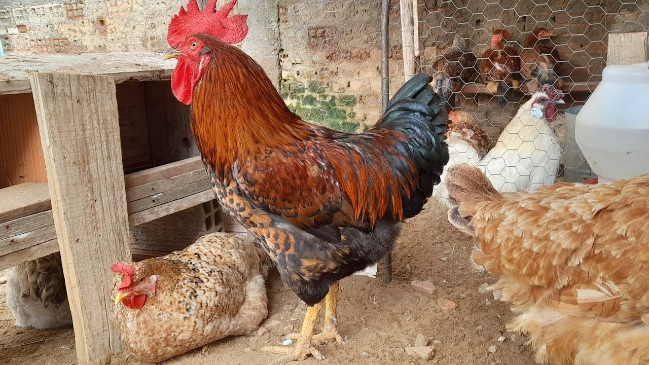 Novo pinteiro + mudanças nas aves