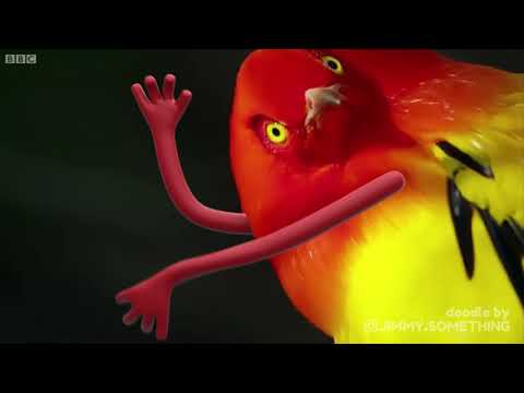 Stupid Sexy Bird Dance
