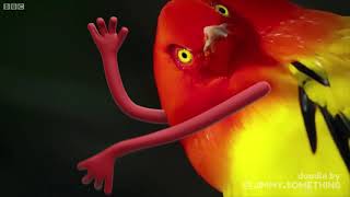 Stupid Sexy Bird Dance