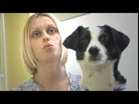 Video: Liječenje Poteškoća S Disanjem Kod Pasa