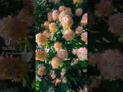 ملحم بركات مافي ورد بيطلب مي الورد بيبقى سكوت